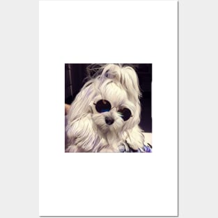 Maltese Coco the model, maltese dog, maltese, maltese puppy, dog model, white dog, dog products Posters and Art